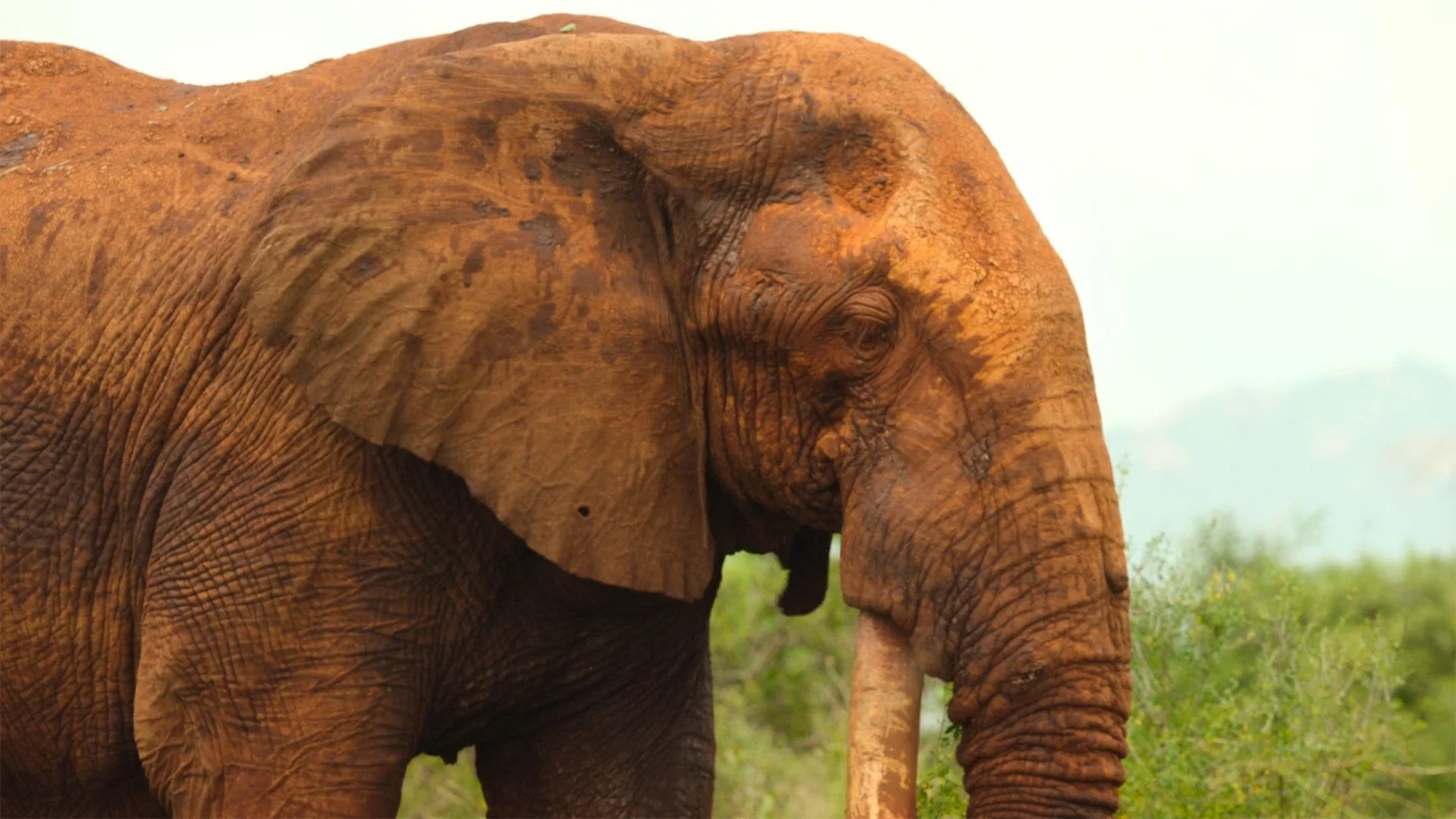 Slavné národní parky: 1×3 – Tsavo, Keňa