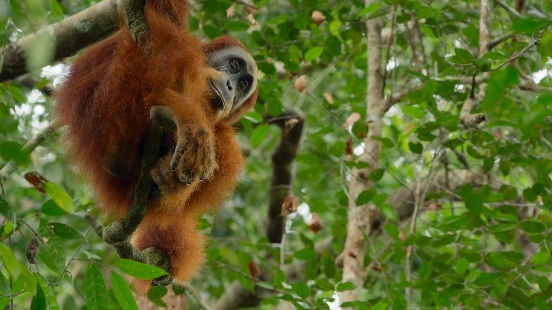 Slavné národní parky: 1×5 – Gunung Leuser, Indonésie